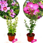 Althaeastruik Hibuscus Maike Sanchoyo + Pot 17, Verzenden, Halfschaduw