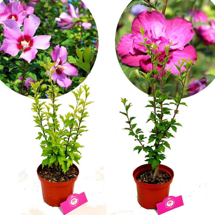 Althaeastruik Hibuscus Maike Sanchoyo + Pot 17, Tuin en Terras, Planten | Fruitbomen, Halfschaduw, Verzenden