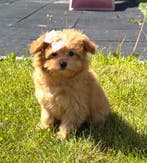 Klein, schattig maltipom meisje mag verhuizen, Parvo, 8 tot 15 weken, Teef, Meerdere