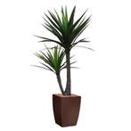 Yucca kunstplant, H200cm, Ophalen of Verzenden, Overige soorten, 200 cm of meer