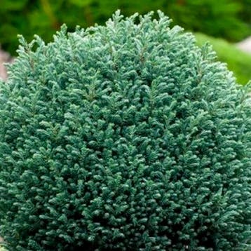 Sawara Cipres ‘Blue Moon’ container (P17) Coniferen, Verzenden