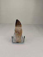 Mosasaurus - Fossiele tand - 10 cm - 5 cm (Zonder