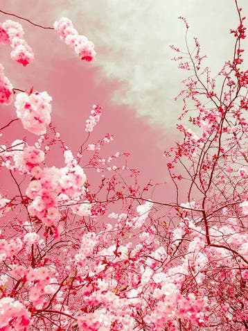Viet Ha Tran - The colors of spring VII