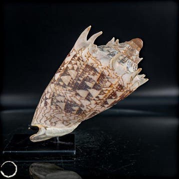Zeer zeldzame natuurlijke Cassis Rufa Zeeslak schelp- 552.26, Antiek en Kunst