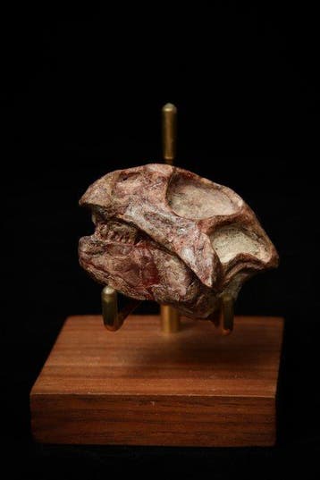 Dinosaurus - Fossiele schedel - Psittacosaurus sp. - 6 cm -