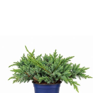 Jeneverbes „Blue Carpet” container (P11) Coniferen, Tuin en Terras, Verzenden, Conifeer, Struik