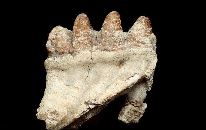 Vroege Proboscidea - Fossiele matrix - Platybelodon teeth -, Verzamelen, Mineralen en Fossielen
