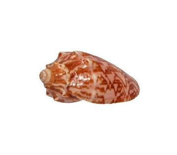 Cymbiola vespertilio (70 mm, Top-Zustand GEM) – Uitstekend, Nieuw