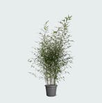 Green Bubble - 3x Bamboe - 200cm, Tuin en Terras, Ophalen of Verzenden