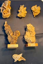 woestijnroos Ruw - Hoogte: 12 cm - Breedte: 8 cm- 1760 g -