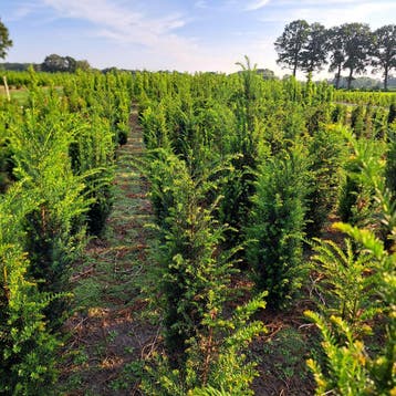 Haagplanten/Laurier/Taxus/Beuken/Groenblijvend, Ophalen, Haag