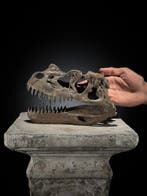 Geen veilingminimum - Een replica van een dinosaurusschedel
