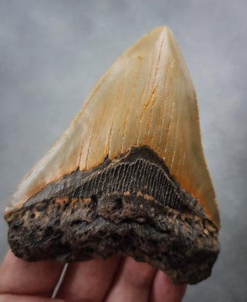 Megalodon - Fossiele tand - 106 mm - 85 mm, Verzamelen, Mineralen en Fossielen