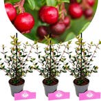 Set van 3 Aardbeiguave - Ugni molinae Villari, Tuin en Terras, Planten | Fruitbomen, Verzenden, Volle zon