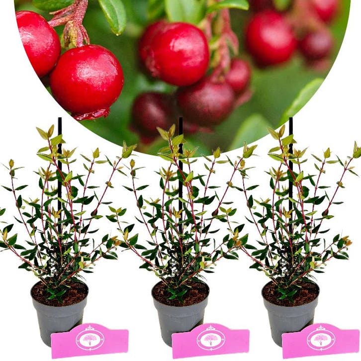 Set van 3 Aardbeiguave - Ugni molinae Villari, Tuin en Terras, Planten | Fruitbomen, Volle zon, Verzenden