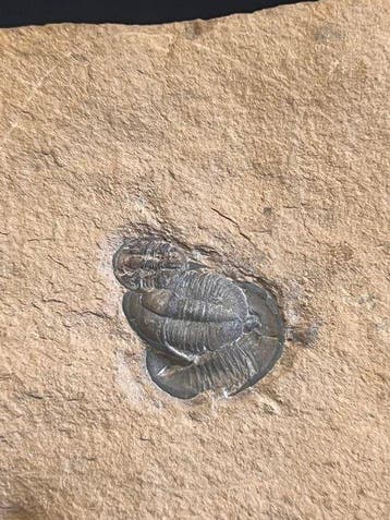 Trilobiet - Fossiel skelet - Cetaria minor - 6 cm - 8 cm