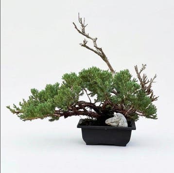 Jeneverbes bonsai (Juniperus) - Hoogte (boom): 35 cm -