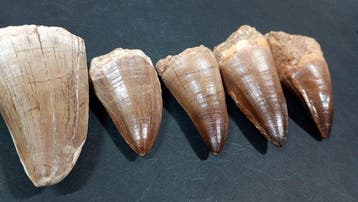 Mosasaurus - Fossiele tanden - M.Hoffmani, M.Beagei,