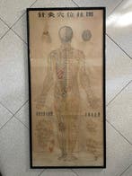 Anatomisch model - Papier - 1900-2000