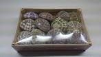 Zeeegel Sea Urchin Alfonso Naturel LET OP 10 stuks, Ophalen of Verzenden, Nieuw