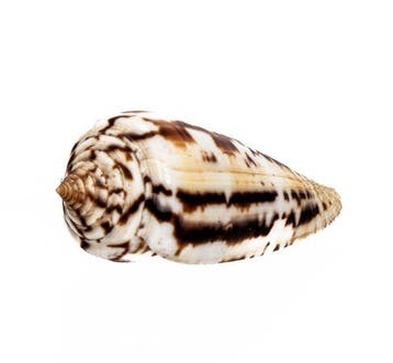 exclusief stuk  Hammer Musterung  Taxidermie volledige, Nieuw