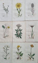 James Edward Smith / James Sowerby - Lot. of 18 sheets -