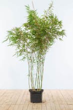 Bamboe / Fargesia Rufa 150-175 cm - Pot, Tuin en Terras