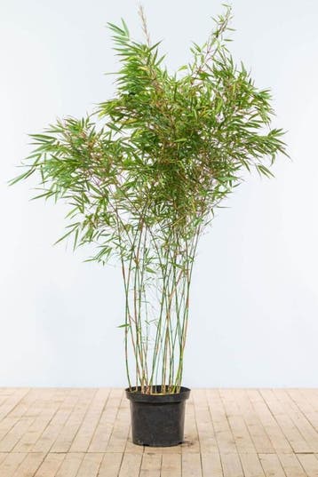 Bamboe / Fargesia Rufa 150-175 cm - Pot, Tuin en Terras, Planten | Struiken en Hagen