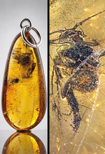 Eoceen Baltische amber hanger – parasitaire wesp-inclusie –