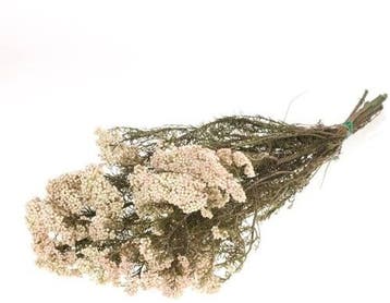 Rice Flower Preserved Natural White, Ophalen of Verzenden, Nieuw