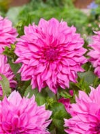 Dahlia Café au Lait Rose (Roze, Dahlia’s kopen?), Ophalen of Verzenden