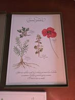 Pierre Delavesu - Precieuses tisanes - 1982-1983