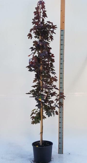Acer platanoides Crimson Sentry beveerd