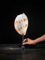 Melo amfoor schelp op een aangepaste standaard Zeeschelp -