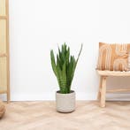 Green Bubble - Sansevieria Silverflame - 90cm - Ø21 cm, Huis en Inrichting, Kamerplanten, Ophalen of Verzenden