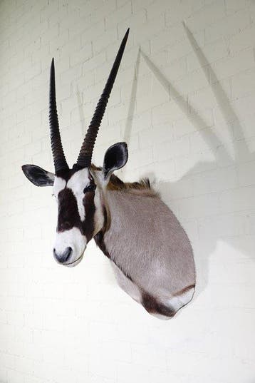 Large Gemsbok Schedel - Oryx gazella - 68 cm - 135 cm - 55, Nieuw
