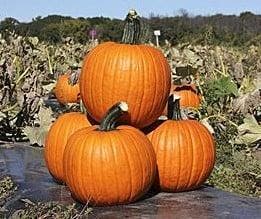 Kratos F1 PMT Halloweenpompoen 50 zaden, Ophalen of Verzenden, Nieuw