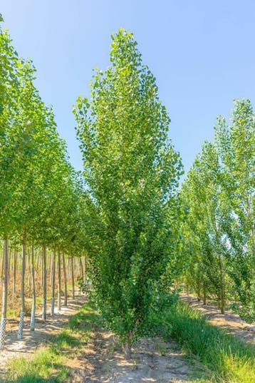 Populus nigra Italica beveerd 12/14