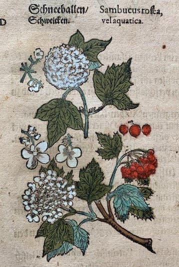 Pietro Andrea Mattioli - Contemporary hand-coloured leaf