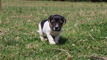 Wij hebben hele knappe jack russel pups te koop, Parvo, Nederland, Jack Russell Terriër, 8 tot 15 weken