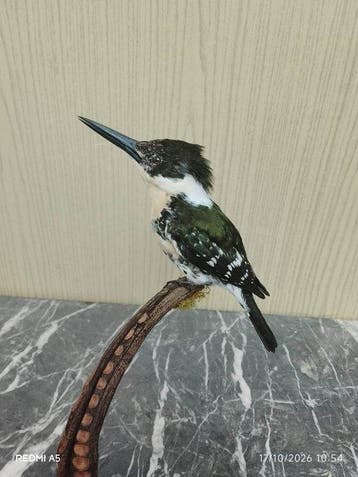 kleine ijsvogel Taxidermie volledige montage - Chloroceryle, Nieuw