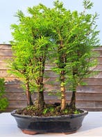 GROOT metasequoia bos in ruime bonsaischaal - Hoogte (boom):, Antiek en Kunst, Curiosa en Brocante