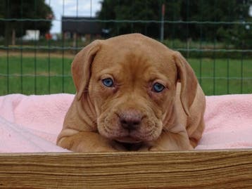 Old English Bulldog pups! t Gezonde type. Mogen mee!, Parvo, Nederland, 8 tot 15 weken, Bulldog