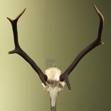 Edelhert Gewei Taxidermie Opgezette Dieren By Max, Verzamelen, Dierenverzamelingen, Ophalen of Verzenden, Nieuw, Wild dier, Opgezet dier