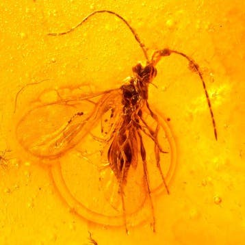 Amber - Barnsteen - Wasp - 12 mm - 6 mm (Zonder