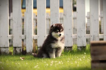 Pomsky pups, Mini Husky, Dieren en Toebehoren, Parvo, België, 8 tot 15 weken, Poolhond