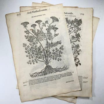 Lot of 5 folio leaves with 10 large woodcuts - G. Liberale;