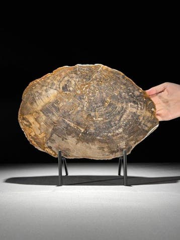 Prachtige plak versteend hout op een op maat gemaakte