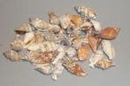 Strombus Urceus Schelpen 1 kilo, Ophalen of Verzenden, Nieuw