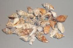 Strombus Urceus Schelpen 1 kilo, Ophalen of Verzenden, Nieuw
